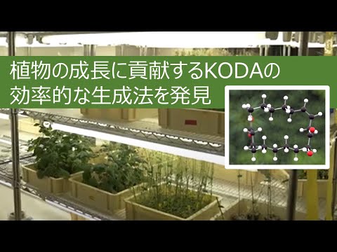 植物ホルモン「KODA」を安価で生産ー天然由来の肥料や農薬生産に活かす - Tokyo Tech Research