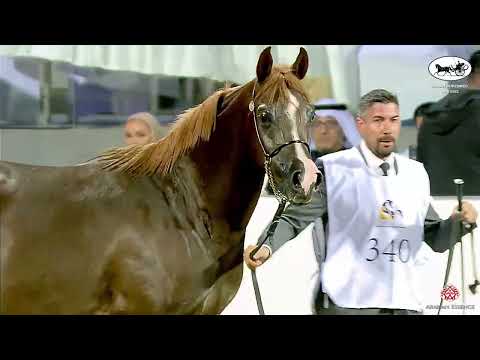 N 340 KHEYAL ATYAB   Kuwait Purebred Arabian Horses Show 2022   Mares 4 6 Years Old Class 6A