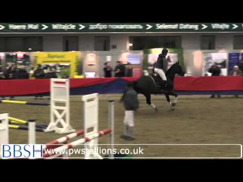 The British Stallion Event 2015 - Eventing Stallions
