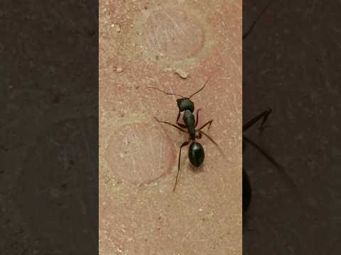 Chiti ( Ants ) #shorts #short #youtubeshorts #shortsfeed #ants #chiti #chitiya #viral #trending