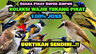 Download lagu amazing bird calls suara pikat uh trucuk ribut vs ... mp3