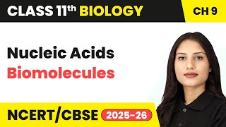 Nucleic Acids - Biomolecules | Class 11 Biology Chapter 9 | CBSE 2024-25