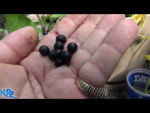 ⟹ Sunberry | Solanum guinense x villosum | Taste Test