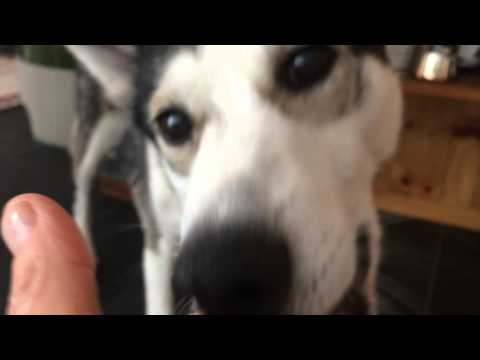 Eka enjoying treats in his new home