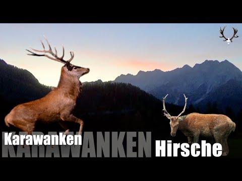 Jagd auf Karawanken Hirsche # 3.0 / Hunting Karawanken Stag's #3.0