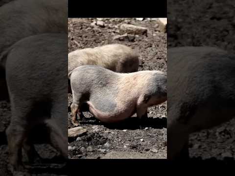 Animal Wonders The Protective Donkey & The Smart Pig