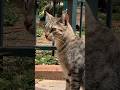 Beautiful Gray Tabby Cat