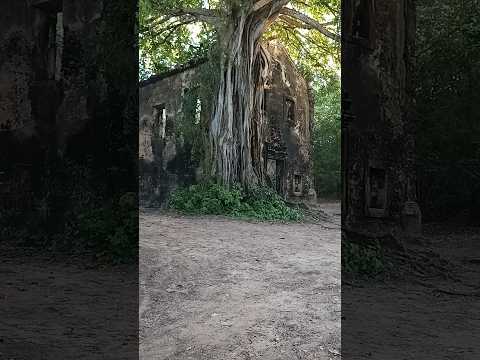 Ruínas da igreja do Bom sucesso, Lucena Paraíba.