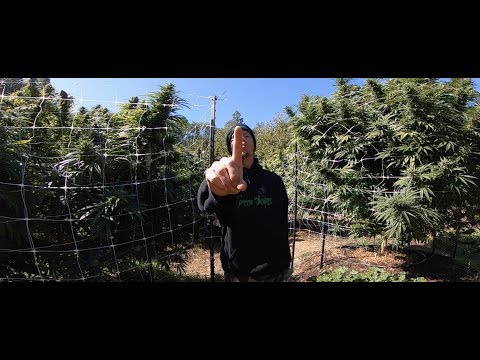 MENDO DOPE - OG FARMER (OFFICIAL MUSIC VIDEO)