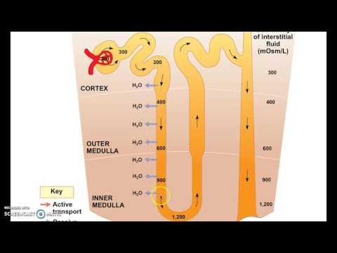 AP Biology chapter 44 Osmoregulation Urinary system Part 3