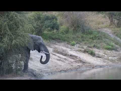 Djuma: Lone Elephant gets a quick drink - 16:56 - 06/12/2023