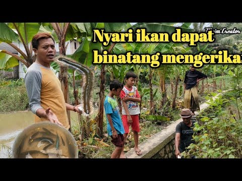 mancingikansawah-mancingikan-mancingmania-mencari-ikan-sawah