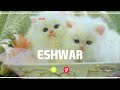 ESHWAR Name Ringtone ESHWAR Naam Ki Ringtone ESHWAR Name Smart Ringtone Iphone Ringtone