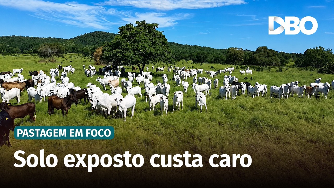 O erro que reduz a produção de forragem e degrada a pastagem