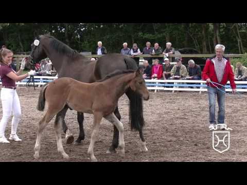 SL105 Stutfohlen von Dinken   Alcatraz   Caletto I