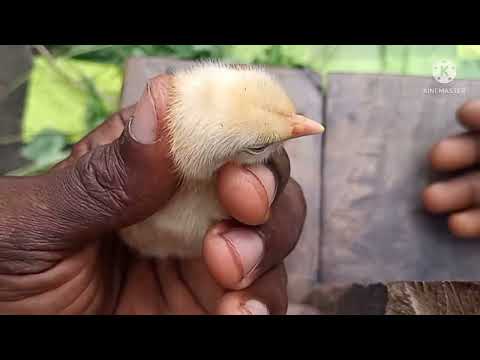 , title : 'comment changer le sex d'un poussin a une poule où à un coq'
