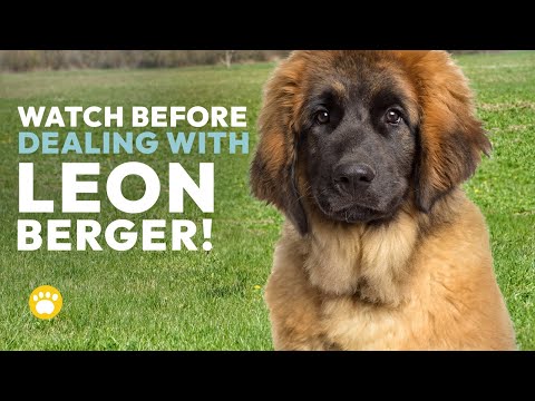 Beobachten Sie, bevor Sie sich mit dem Temperament des Leonbergers befassen