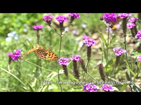 庭のウラギンヒョウモン  スローモーション動画