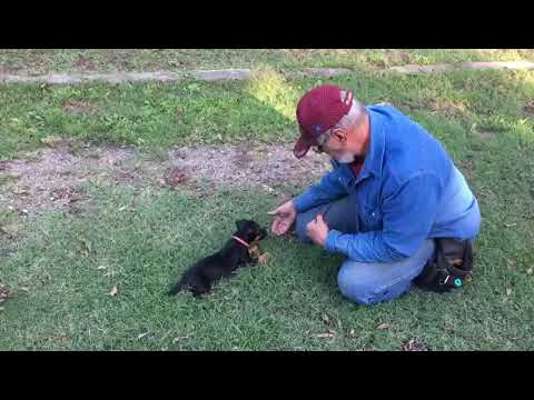Hunt Terrier "Brynn" 12 Wks Early Puppy Training & Development Of A "Dream Dog"