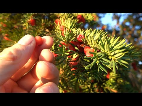 Sind Eibe-Früchte essbar? & update zum Abenteuerhof