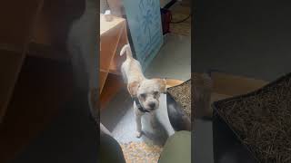 Video preview image #1 Maltese-Unknown Mix Puppy For Sale in Corona, CA, USA