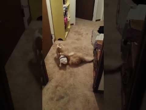 Engbulldog versus Maine #17