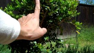 How to create a Boxwood bonsai Part 1 plant selection and Pruning.mp4