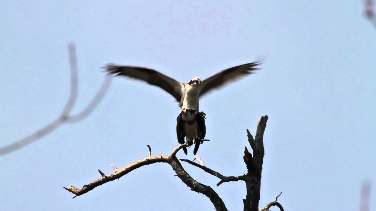 Sigma AF 50-500mm f/4.5-6.3 APO DG OS HSM Canon EF