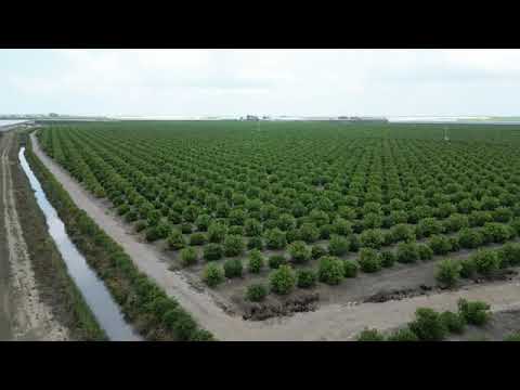 Altun Gıda Orchards