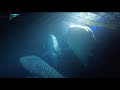 Dont Look Down Shark Movie