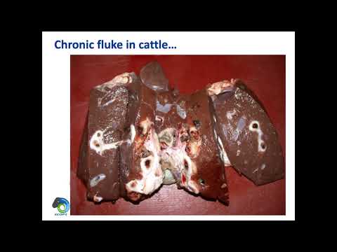 Looking at the impact of liver fluke, surveillance,...