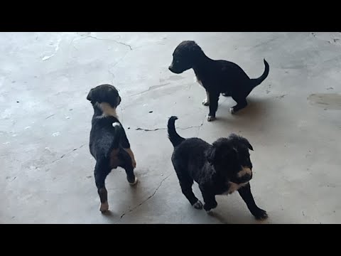 Chanpreet kaur is live!