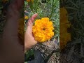 Which Marigold Cultivar is Best For Your Garden? #marigold #garden #plants #flowers #flowergarden