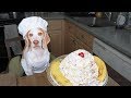 Dog Makes Ice Cream Sundae: Chef Dog Maymo