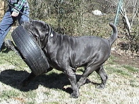 Largest Neapolitan Mastiff Champion, Best-in-Show winner CH Samson