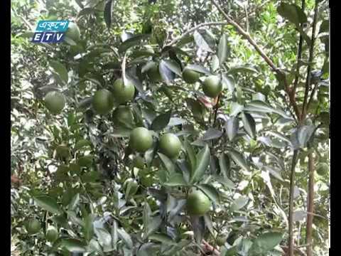 খাগড়াছড়ি সদর, পানছড়ি ও দীঘিনালায় মাল্টার চাষ করে সফলতা