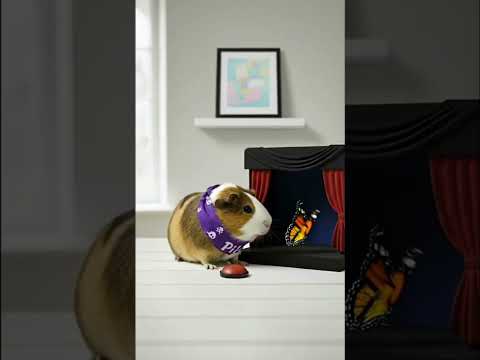 "Pilo didn't expect THAT 😂🦋 | The Pilo Tales-Day 7 | #funny #cute #cuteanimals