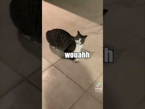 Hey Sharon Have You Ever Bathed In Catnip?#funny #funnyvideo #shorts #short