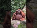 Orangutan Steals Visitors Stylish Sunglasses At Indonesia Zoo