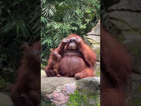 Orangutan Steals Visitors Stylish Sunglasses at Indonesia Zoo