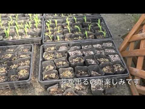 世界で一番辛い唐辛子 植物