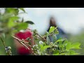 Wisconsin Life Picking The Perfect Berries