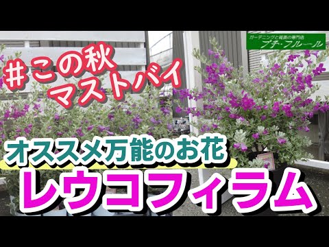 園芸 水生ミルフォイル、水生ノコギリソウ