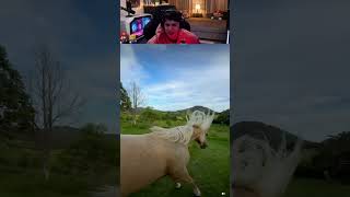 A VELOCIDADE DESSE CAVALO É INACREDITÁVEL!