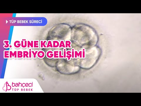 Embriyo Gelişimi – 3. güne kadar – 2