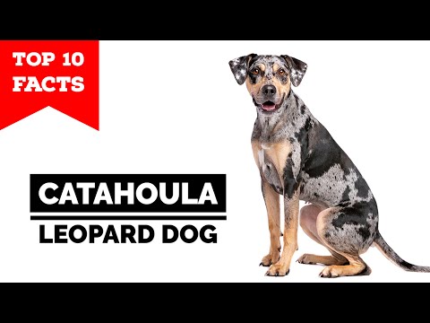 Catahoula Leopard Dog - Top 10 Facts