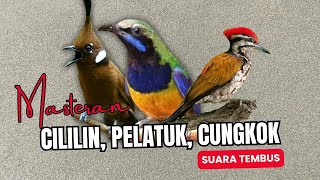 Download lagu Masteran Tembak Cililin, Pelatuk, Cungkok | Masteran Roll Tembak Suara Tembus mp3 Download lagu Masteran Tembak Cililin, Pelatuk, Cungkok | Masteran Roll Tembak Suara Tembus mp3