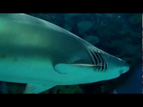 Olympus TOUGH TG-620 víz alatti videó (underwater sample movie)