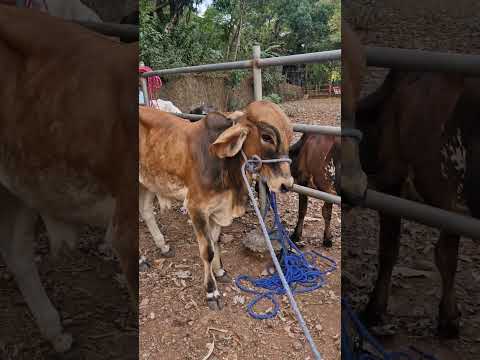 torete en Osicala, Morazán Sur, El Salvador