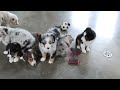 Australian Shepherd dogs for sale: Callie - Video 1